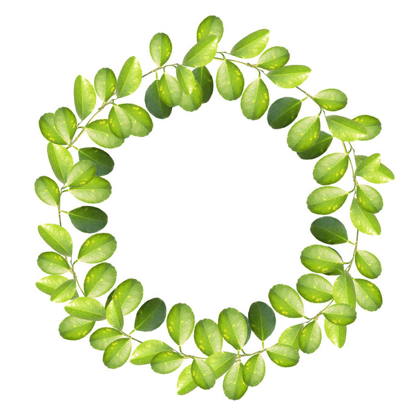 A green leaves branches in a circle. wreath, frame, border. Greeting card, poster, banner with copy space for text - 写真・画像