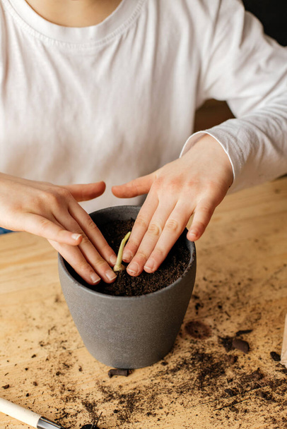 Close-up meisjes handen planten een knoflookspruit. Jonge botanicus en tuinman. Hobby voor thuis - Foto, afbeelding