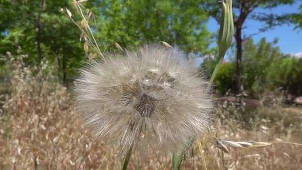 A dandelion waving gently in the wind until the seeds lift off in slow motion. A beautiful and cinematic dandelion. - Footage, Video