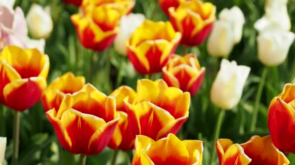 Multicolored tulips. Tulips of different colors. Flowerbed of tulips - Footage, Video