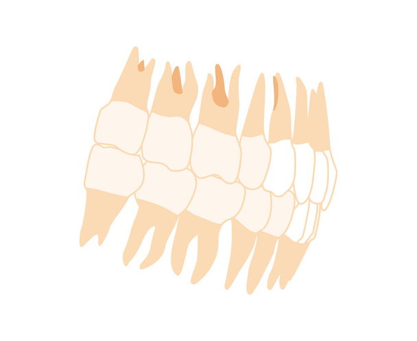 Ανθρώπινη οδοντοστοιχία Σετ Closeup Ανθρώπινη πλευρική όψη. Ανθρώπινο μοντέλο σαγόνια με σειρά δόντια. Σύνολο κούτσουρο ρεαλιστική επίπεδη  - Διάνυσμα, εικόνα