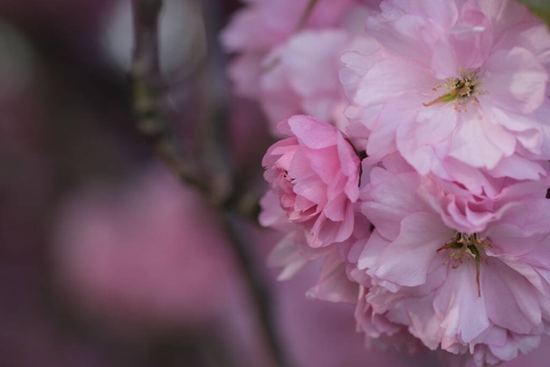 Pink Cherry Blossom. Macro selective focus. Blurred background. Pink sakura blossom petals close up selective focus - Photo, image