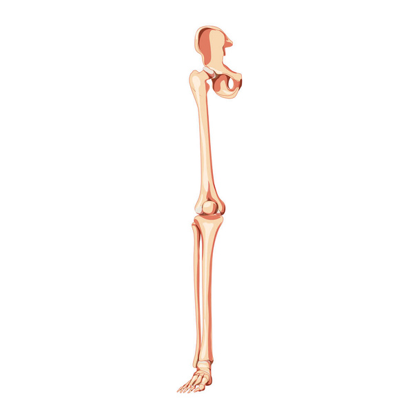 Human Pelvis with leg Skeleton front view with hip bone, thighs, foot, femur. Anatomically correct 3D realistic flat - Vektor, Bild