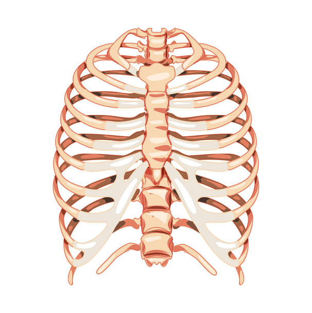 Rib cage Skeleton Human bones system front view. Realistic Chest anatomically correct ribcage 3D flat natural concept - Vector, Imagen