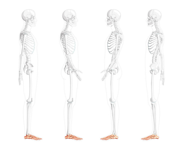 Szkielet Kostki Kości Ludzka strona boczna widok z częściowo przezroczyste kości pozycji. Zestaw anatomicznie poprawny 3D - Wektor, obraz