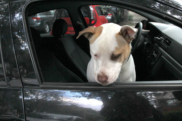 Biały pitbull pies samotnie porzucony i zamknięty w samochodzie pod słońcem z ryzykiem i niebezpieczeństwem śmierci z powodu uduszenia z powodu ciepła i braku tlenu - Zdjęcie, obraz