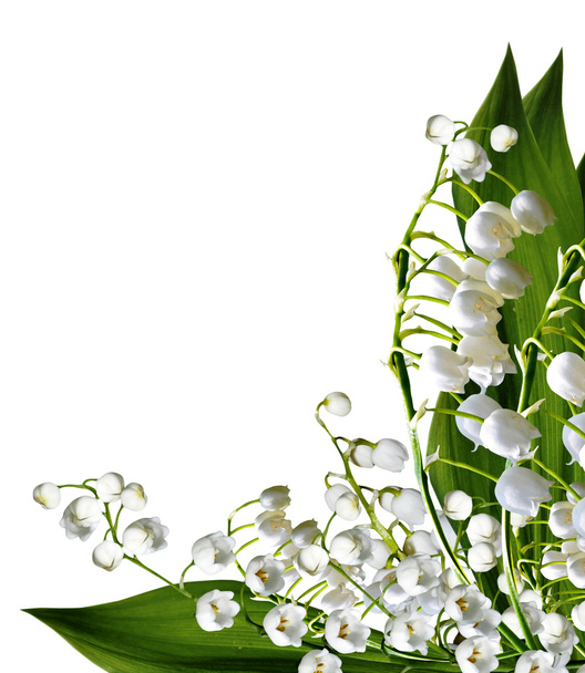 lilyum beyaz bac izole Vadisi çiçek şube - Fotoğraf, Görsel