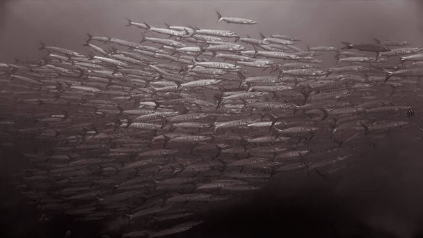 Υποβρύχια φωτογραφία από σχολεία του Barracuda fish. - Φωτογραφία, εικόνα
