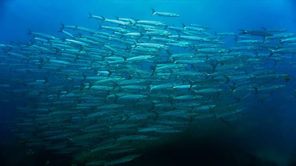 Foto subacquea di scuole di pesci Barracuda. - Foto, immagini