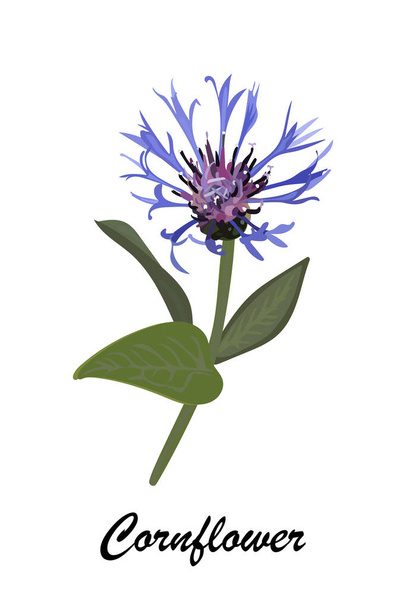 Cornflower flower. Stock vector illustration eps10. - Vettoriali, immagini