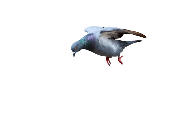 Сцена руху Rock Pigeon Flying in The Air Isolated on White Background with Clipping Path - Фото, зображення