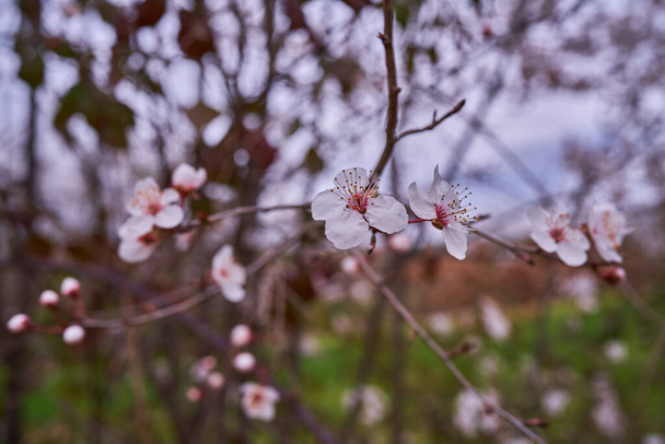 Vad cseresznyevirágok a sanguesai erdőben - Fotó, kép