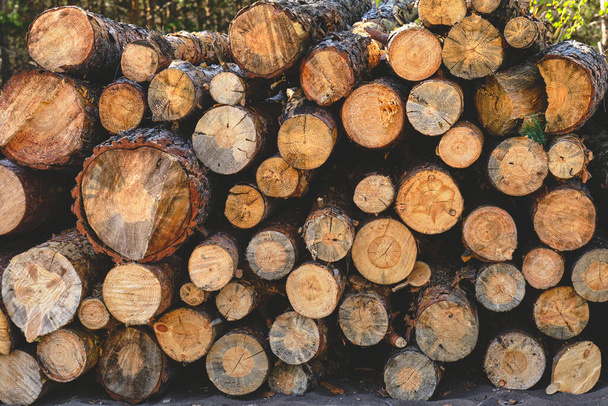 Background, sawn pine trees,timber harvesting - Photo, Image