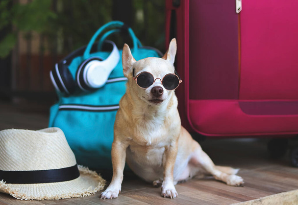 Portret van bruin kort haar chihuahua hond met een zonnebril zittend met geweven tas, blauwe rugzak, roze koffer en strohoed, kijkend naar de camera. Reizen met huisdieren concept. - Foto, afbeelding