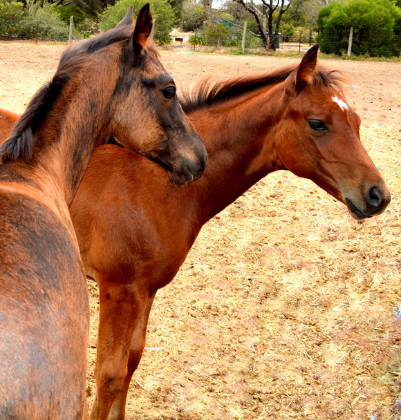 2 kahverengi foals - Fotoğraf, Görsel
