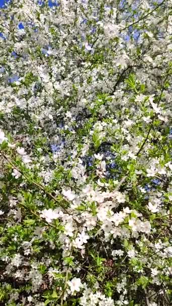 White blooming cherry flowers and buds on branch with green leaves close-up. - Footage, Video