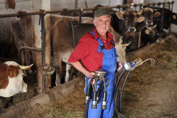 Agricultor está trabajando en granja con vacas - Foto, imagen
