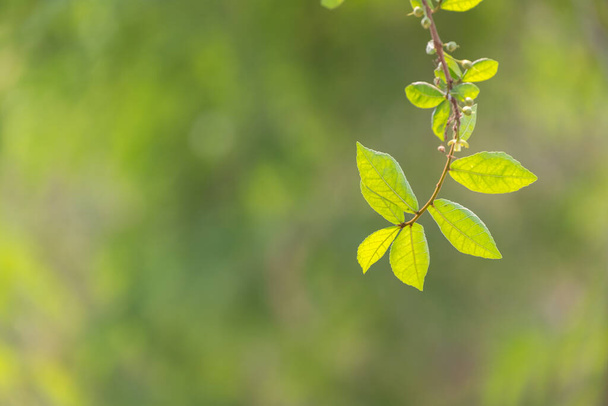 Bulanık doğa arka planına sahip yeşil yaprağı kapat - Fotoğraf, Görsel
