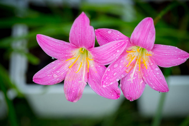 Рожева квітка зефірантових квіток має краплі води уздовж пелюсток з чорним тлом
 - Фото, зображення