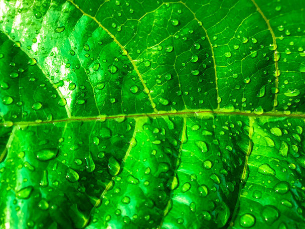 water drop on fresh green leaves texture with natural patterned background. - Photo, image