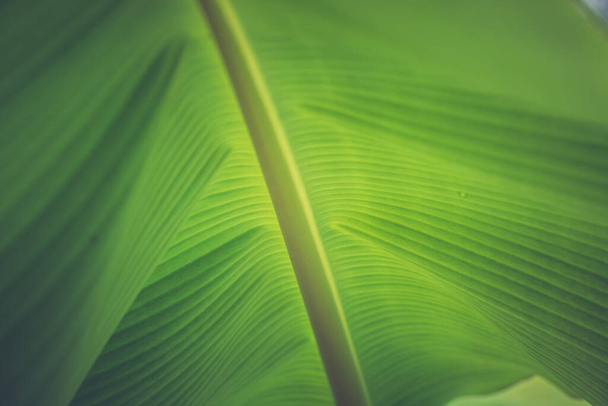 Close up of organic green banana leaves on the tree with blur nature background - Photo, Image