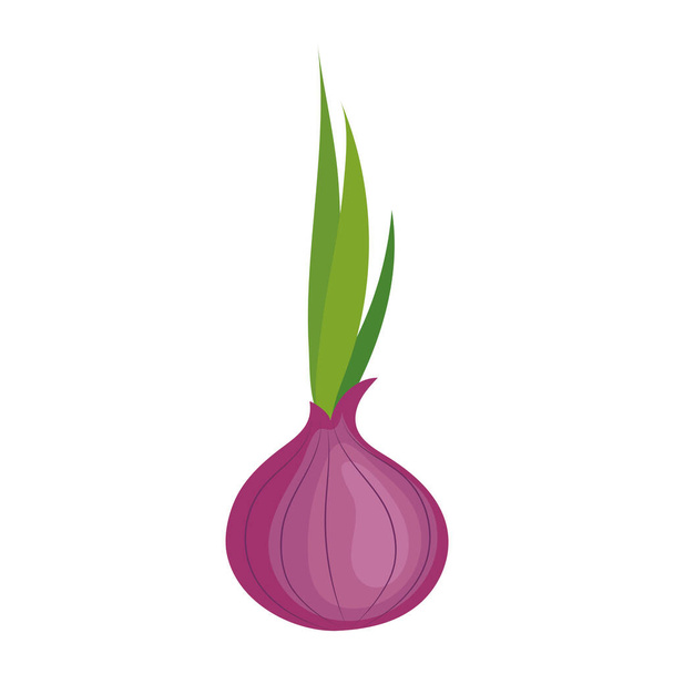 cebolla morada fresca vegetal - Vector, imagen