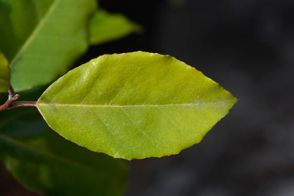 Oleaster Compacta leaves - Latin name - Elaeagnus x submacrophylla Compacta - Photo, image
