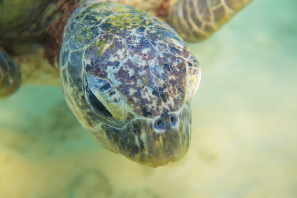 Giant sea turtle underwater in ocean - Photo, Image