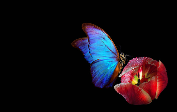 bright blue tropical morpho butterfly on pink tulip in water drops isolated on black. copy space - Photo, Image