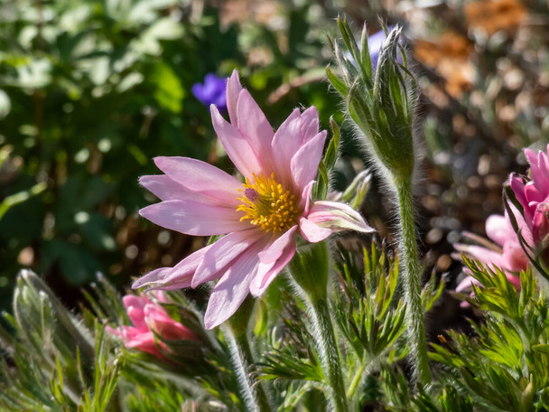Close-up shot of beautiful pink Pasqueflower (Pulsatilla vulgaris) with yellow center surrounded with green leaves blooming in early spring - Photo, Image