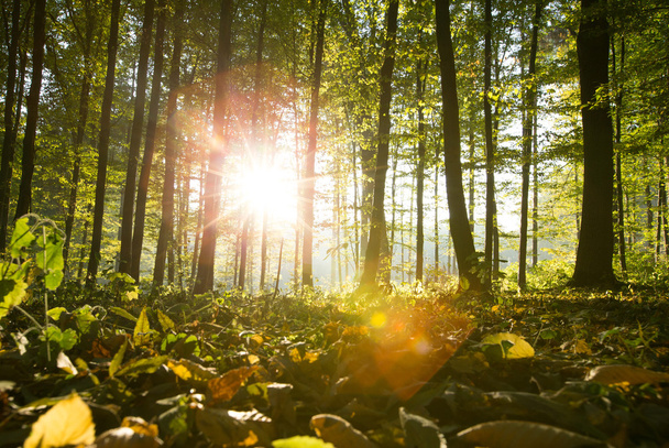 Сонячне світло в лісі
 - Фото, зображення