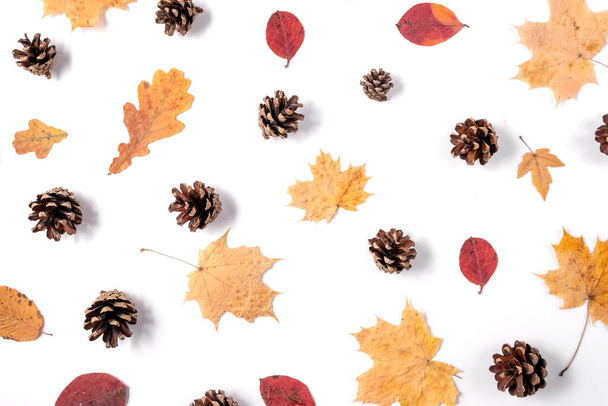 Fall creative composition. Pattern made of dried leaves, cones on white studio background wall. Autumn and thanksgiving day concept. Flat lay, top view, copy space - Foto, Bild