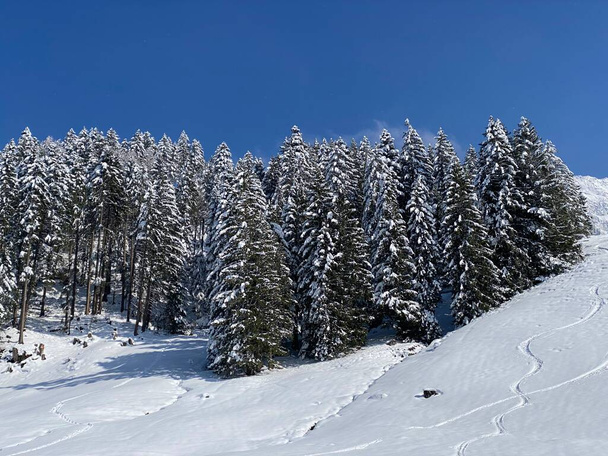 Γραφικά στέγαστρα αλπικών δέντρων σε μια τυπική χειμερινή ατμόσφαιρα μετά την εαρινή χιονόπτωση πάνω από την αλπική κοιλάδα Obertoggenburg και στις Ελβετικές Άλπεις - Nesslau, Ελβετία (Schweiz) - Φωτογραφία, εικόνα