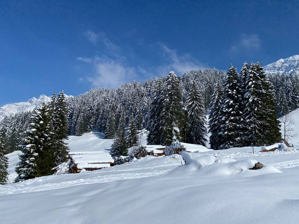 Γραφικά στέγαστρα αλπικών δέντρων σε μια τυπική χειμερινή ατμόσφαιρα μετά την εαρινή χιονόπτωση πάνω από την αλπική κοιλάδα Obertoggenburg και στις Ελβετικές Άλπεις - Nesslau, Ελβετία (Schweiz) - Φωτογραφία, εικόνα