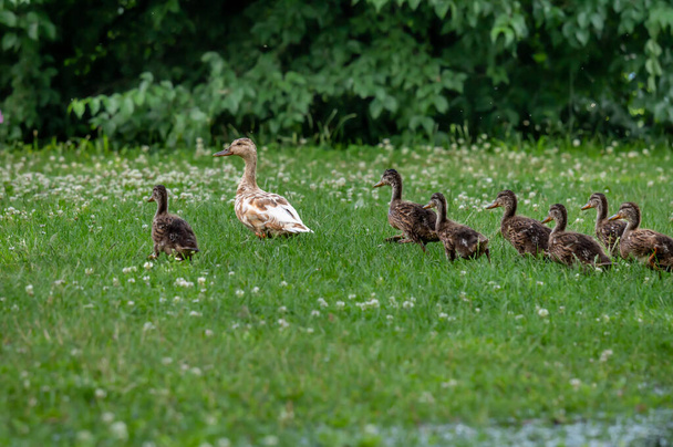 Duck and ducklings in the grass. One adult female mallard duck with little ducklings. Anas platyrhynchos. Breeding season in wild ducks. Beauty in nature. - Photo, Image