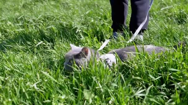 Criança caminhando um gato britânico cinza gordo em uma trela ao ar livre em grama grossa - Filmagem, Vídeo