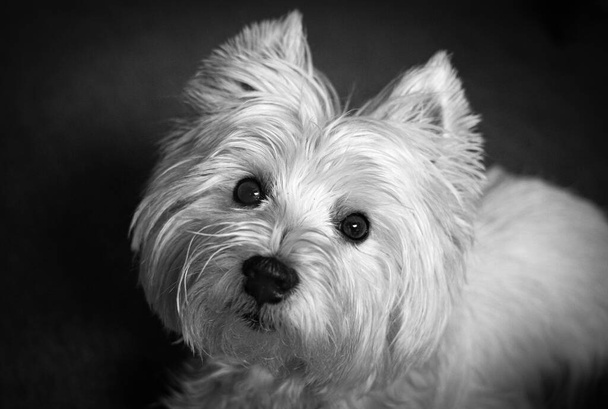 Beautiful West Highland White Terrier portrait, looking at camera - Zdjęcie, obraz