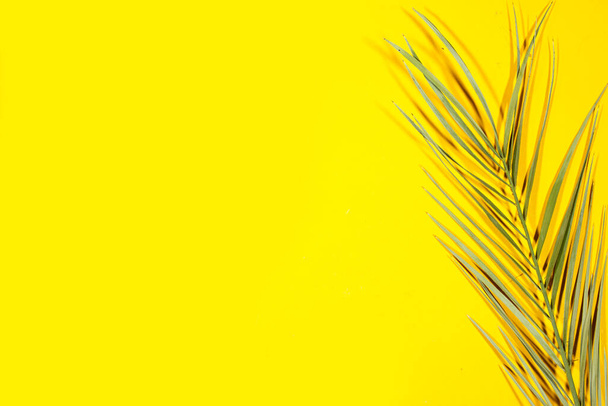Green palm tree leaf isolated on yellow background - Photo, Image