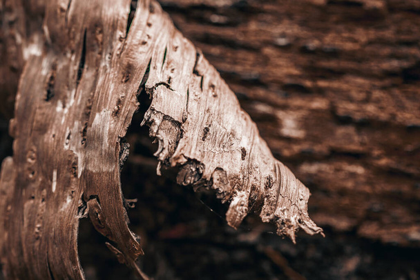Skin of tree peeling off. View of tree bark texture and background. Use for nature concept. Selective focus on peel. - Φωτογραφία, εικόνα