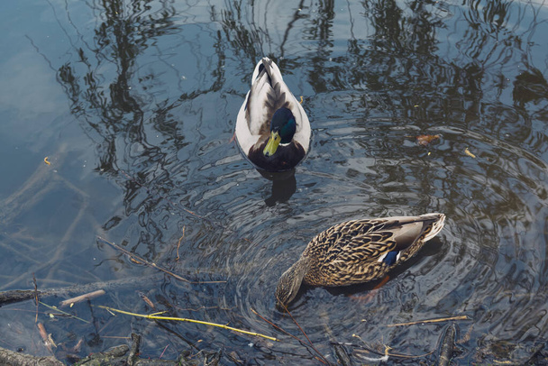 two ducks swim on the pond - Foto, Imagen