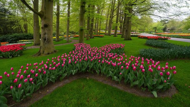 Krajina barevné krásné kvetoucí tulipánové pole v Lisse KEUKENHOF Park Holandsko na jaře, s čerstvě zelenou loukou a stromy - Tulipány květiny pozadí - Fotografie, Obrázek