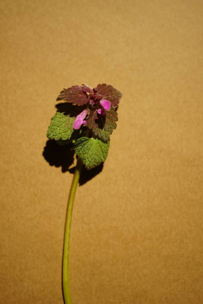 Lamium purpureum, known as red dead-nettle, purple dead-nettle, purple archangel, or easterly on brown table. - Fotó, kép