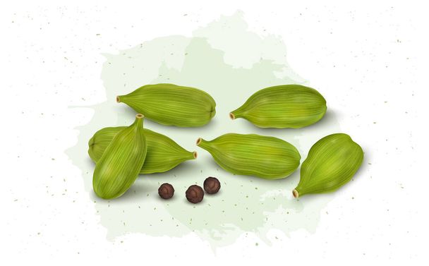 Green Cardamom Pods spices vector illustration with black pepper seeds isolated on white background - Vetor, Imagem