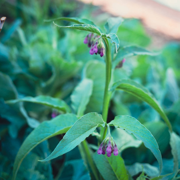 Toned foto van bloesem echte comfrey bloem Symphytum officinale op verhoogd bed tuin in de buurt van Dallas, Texas, VS. Boraginaceae is een botanische naam, voor een geslacht van tweezaadlobbige planten. - Foto, afbeelding