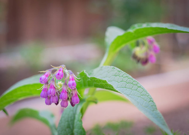 Blooming true comfrey flower Symphytum officinale on raised bed garden near Dallas, Texas, America. A genus of flowering and medical herbal plants in the borage family Boraginaceae - Photo, Image