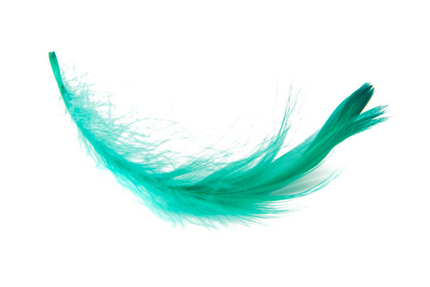 Green elegant bird feather isolated on the white background - Фото, изображение
