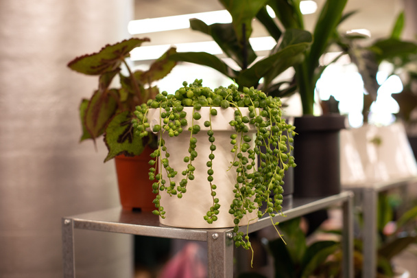 String of Pearls plant. Curio rowleyanus. Succulent green plant in white pot. bead thread. Home and garden concept. Plants love and urban jungle. Senecio Herreianus. Senecio rowleyanus.  - Фото, изображение