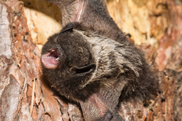 Silver-haired Bat - Lasionycteris noctivagans - Фото, изображение