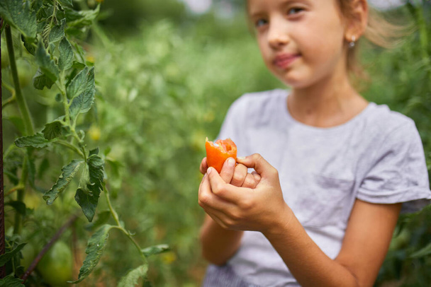 Menina criança comendo e desfrutando de deliciosa colheita de tomates vermelhos orgânicos em casa jardinagem, produção de alimentos vegetais. Cultivo de tomate, colheita de outono. - Foto, Imagem