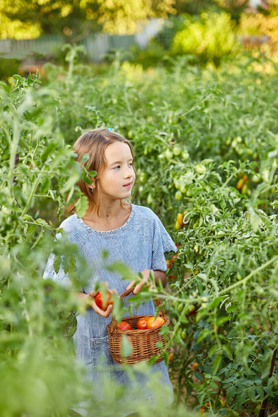 小さな子供の女の子のピッキング、家庭菜園で有機赤トマトの収穫、野菜食品生産を収集します。トマトの成長、秋の収穫. - 写真・画像